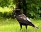 Учёные выяснили, что вороны способны «делиться» плохим настроением