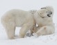 Белый медведь помог ученым сделать теплоизолятор мечты