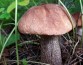 МЧС напомнило технику безопасности сбора грибов
