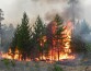 В лесах России сгорели 2,4 млрд рублей
