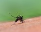 Комары любят полных беременных спортсменок с 1 группой крови
