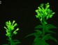 В России созданы растения, светящиеся в темноте
