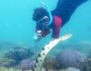 Фантастические бабушки обнаружили 249 смертоносных морских змей