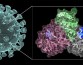 Созданное учеными средство против коронавируса к пандемии COVID-19 опоздало
