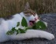 Ученые определили, почему кошки получают кайф от кошачьей мяты