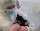 Кошки очень быстро выздоравливают от Ковида-19, и ученые хотят понять, почему