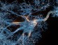 Уменьшение числа ионных каналов в нейронах могло улучшить умственные способности человека