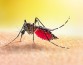 Ученые определили, что стратегии уклонения комаров зависят от времени, когда они активны