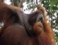 Орангутанги демонстрируют свою крутизну с помощью сленга