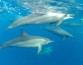 Самцы дельфинов образуют сложные дружеские системы, увеличивающие их репродуктивность