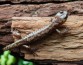 Биологи открыли, что живущий на деревьях вид саламандр управляет полетом, как парашютист