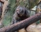 «Обезьяний медиаплеер» показал, что приматы в зоопарке предпочитают больше слушать