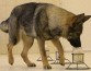 Тонкий нюх собаки распознает, есть ли у человека последствия коронавирусной инфекции