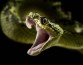 Яд самых смертоносных змей может остановить неконтролируемое кровотечение