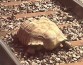 Гигантский черепах Клайд совершил дерзкий побег и на 1,5 часа остановил железную дорогу