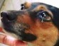 Ветеринары выяснили, почему глаза собак наполняются слезами при встрече с хозяевами