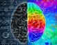 Ученые определили, от чего зависит асимметрия мозга при выполнении различных когнитивных задач