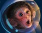 На китайской космической станции будут спариваться обезьяны, сообщает исследователь
