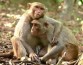 Хорошие друзья обеспечивают здоровое пищеварение не только у обезьян, но и у людей
