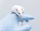 Ученые выяснили, почему антидепрессивное действие кетамина на мышей зависит от пола экспериментатора
