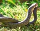 Ученые нашли у змей клиторы