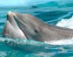 Ученые обнаружили признаки болезни Альцгеймера у выбросившихся на берег дельфинов