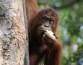 Психолог определил, что возникновение у приматов согласных звуков связано с жизнью на деревьях