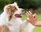 Ученые выяснили, как доминирование одной из лап проявляется у собак