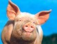 Гонконгская свинья убила мясника его собственным ножом на скотобойне