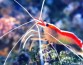 Биологи расшифровали, как креветка-доктор создает оптический трюк, удваивающий отражение света