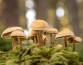 Терморегуляция грибов снижает путем выделения воды температуру локальной окружающей среды 