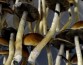 Аризона вложит $5 млн в исследование лечения ПТСР и ковида «магическими грибами»