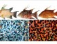 Рыба семейства губановых может воспринимать собственный цвет с помощью сенсорных клеток кожи