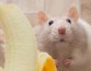 Мыши-самцы ужасно боятся бананов