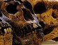 «Узкое место» в древней истории Земли уничтожило почти 99% людей