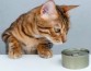 Найдена особенность вкусовых рецепторов, из-за которой кошки предпочитают вкус тунца