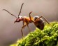 В изоляции одинокие муравьи, как и люди, испытывают сильный стресс и умирают раньше 