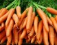 Ученые выяснили, почему именно оранжевая морковь так полезна для здоровья