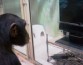 Шимпанзе и бонобо могут узнавать на снимках старых друзей, с которыми не виделись свыше 25 лет