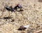 Пустынные муравьи настраивают свою навигационную систему с помощью внутреннего компаса